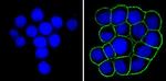 EpCAM Antibody in Immunocytochemistry (ICC/IF)