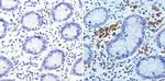 CD235a Antibody in Immunohistochemistry (Paraffin) (IHC (P))