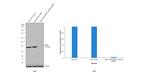 NPM1 Antibody in Western Blot (WB)