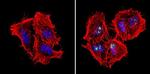 NPM1 Antibody in Immunocytochemistry (ICC/IF)