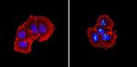 NPM1 Antibody in Immunocytochemistry (ICC/IF)