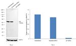 p53 Antibody