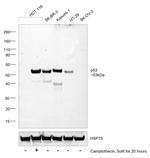 p53 Antibody in Western Blot (WB)