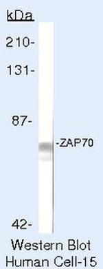 Zap-70 Antibody in Western Blot (WB)