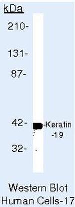 Cytokeratin 19 Antibody in Western Blot (WB)