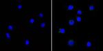 CD25 Antibody in Immunocytochemistry (ICC/IF)