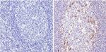 CD25 Antibody in Immunohistochemistry (Paraffin) (IHC (P))