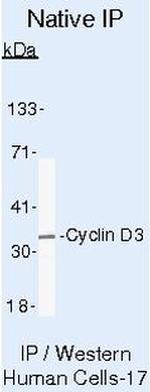 Cyclin D3 Antibody in Immunoprecipitation (IP)