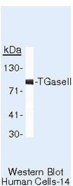 TGM2 Antibody in Western Blot (WB)