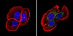 Fibrillin 1 Antibody in Immunocytochemistry (ICC/IF)