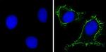 RPSA Antibody in Immunocytochemistry (ICC/IF)