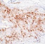 RPSA Antibody in Immunohistochemistry (Paraffin) (IHC (P))