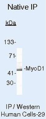 MYOD Antibody in Immunoprecipitation (IP)