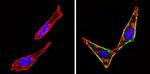 c-Kit Antibody in Immunocytochemistry (ICC/IF)