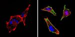 c-Kit Antibody in Immunocytochemistry (ICC/IF)