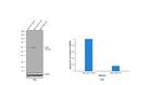 ICAM-1 Antibody