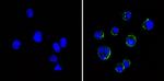 ICAM-1 Antibody in Immunocytochemistry (ICC/IF)