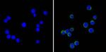 ICAM-1 Antibody in Immunocytochemistry (ICC/IF)