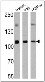 ICAM-1 Antibody in Western Blot (WB)