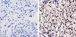 EGFR Antibody in Immunohistochemistry (Paraffin) (IHC (P))