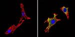 Chromogranin A Antibody in Immunocytochemistry (ICC/IF)