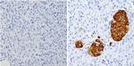 Chromogranin A Antibody in Immunohistochemistry (Paraffin) (IHC (P))