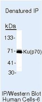 Ku70 Antibody in Immunoprecipitation (IP)