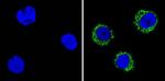 CD35 Antibody in Immunocytochemistry (ICC/IF)