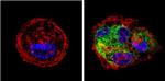 Cytokeratin Pan Type I Antibody in Immunocytochemistry (ICC/IF)