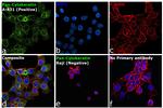 Cytokeratin Pan Type I/II Antibody in Immunocytochemistry (ICC/IF)