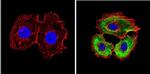 Cytokeratin Pan Type I/II Antibody in Immunocytochemistry (ICC/IF)