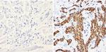 Cytokeratin Pan Type I/II Antibody in Immunohistochemistry (Paraffin) (IHC (P))