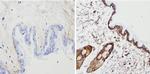 Cytokeratin Pan Type I/II Antibody in Immunohistochemistry (Paraffin) (IHC (P))