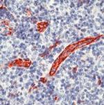 CD31 Antibody in Immunohistochemistry (Paraffin) (IHC (P))