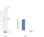 Desmin Antibody in Western Blot (WB)