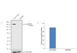 EGFR Antibody in Western Blot (WB)