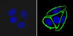 NGFR Antibody in Immunocytochemistry (ICC/IF)