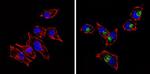 CD68 Antibody in Immunocytochemistry (ICC/IF)