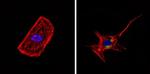 CD68 Antibody in Immunocytochemistry (ICC/IF)