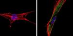 Thrombospondin 1 Antibody in Immunocytochemistry (ICC/IF)