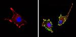 CD81 Antibody in Immunocytochemistry (ICC/IF)