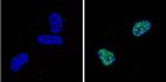 CBP Antibody in Immunocytochemistry (ICC/IF)