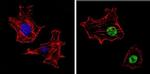 CBP Antibody in Immunocytochemistry (ICC/IF)