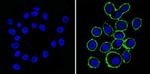 ErbB2 (HER-2) Antibody in Immunocytochemistry (ICC/IF)