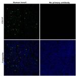 CD137 Antibody in Immunohistochemistry (Paraffin) (IHC (P))