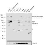 INSR Antibody in Western Blot (WB)