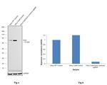 Ezrin Antibody