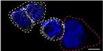 CD44 Antibody in Immunocytochemistry (ICC/IF)