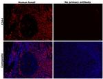 CD44 Antibody in Immunohistochemistry (Paraffin) (IHC (P))