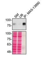 CD44 Antibody in Immunoprecipitation (IP)